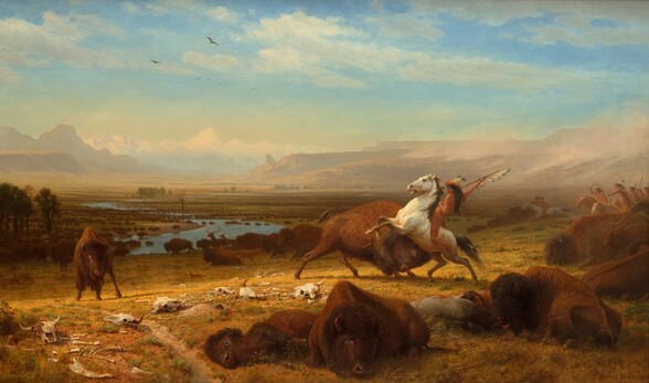 A band of indigenous Americans ride horses toward and through a herd of buffalo, which spreads along a river that winds through plains to mountains in the deep distance in this horizontal landscape painting. The scene is lit with golden light that warms the browns and harvest yellow of the landscape. Several dead or injured buffalo lay across the ground close to us, along with the body of one hunter, barely visible between the bodies of two animals. Just beyond the corpses, one hunter rides a rearing white horse as he lifts a spear lined with feathers high over a charging buffalo to our right of center. Facing away from us, the rider has light brown skin and a feather headdress over long dark hair. He wears a pumpkin orange loincloth and red and orange bands encircle the ankle, thigh, wrist, and upper arm facing us. Sage green grass grows in tufts on the dirt ground, which is littered with several animal skulls around the charging buffalo and rider. A smaller buffalo looks on from our left, and a prairie dog pokes its head out of hole in the ground in the lower left corner. A little distance away to our right, along the edge of the canvas, seven hunters gallop into the scene, leaning forward over their horses’ necks. The dozen or so buffalo nearby, as well as a fox and two deer, move away from the hunters, toward our left. Hundreds of buffalo dot the landscape along the banks of the winding river and wade in the water. A few trees rise on the plain but the land is mostly flat until it reaches the mountains and cliffs along the horizon, which comes halfway up this composition. What appears to be a line of clouds in the deep distance could be far-off, snow-covered mountains. A few wispy white clouds float across the watery blue sky above. The artist signed the work in the lower right corner: “Albert Bierstadt.”