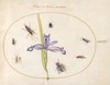 Plate 75: A Fly and Other Insects with an Iris