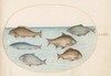 Plate 37: Six Fish, Including Carp
