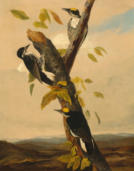 Black-Backed Three-Toed Woodpecker