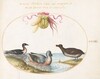Plate 39: A Scaup with Two Other Waterfowl beneath a Garland of Produce
