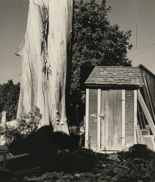 Outhouse and Eucalyptus Tree, California