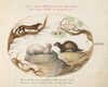 Plate 44: Polecat, Mink, and Ermine