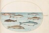 Plate 40: Salmon, Trout, and Freshwater(?) Fish