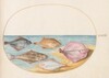 Plate 35: The Undersides of Turbot(?) and Other Flat Fish