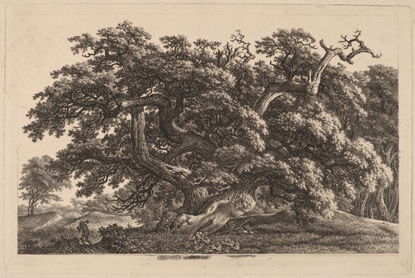 A Widely Expanding Oak Tree