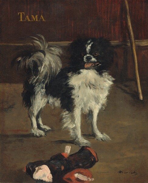 A small, shaggy, black and white dog stands in a wood paneled room with its body angled to our right but turning its head, pink tongue out, to our left in this vertical painting. The animal is painted with loose brushstrokes that evoke the dog’s long, feathery fur. The dog peers to our left with golden brown eyes. It is black along its flanks and ears, with a stripe of white down the center of the head, and on the muzzle. The chest, belly, and legs are also white, and the bushy tail, which curls up and out like a fountain, is a mixture of black and white. Leaning on the paneling behind the dog to our right is a light wood walking stick. An object, presumably a stuffed toy in the shape of a person wearing a long black robe lined in crimson, lies on the brownish sage-green floor in front of the dog. The dog’s name, “TAMA,” appears in tan block letters at the upper left. The artist signed the work in the lower right corner, Manet.