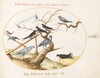 Plate 68: A Ptarmigan, Swallows, and Other Birds
