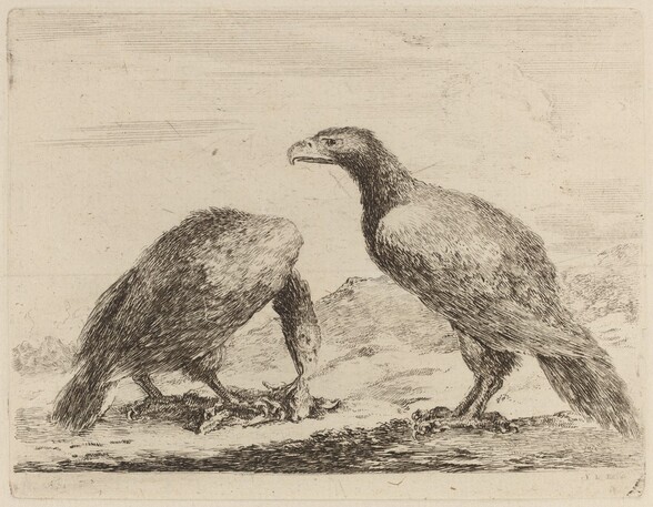 Two Eagles, One Eating a Small Lamb