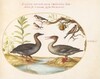 Plate 31: Duck, Merganser, and Three Goldfinches