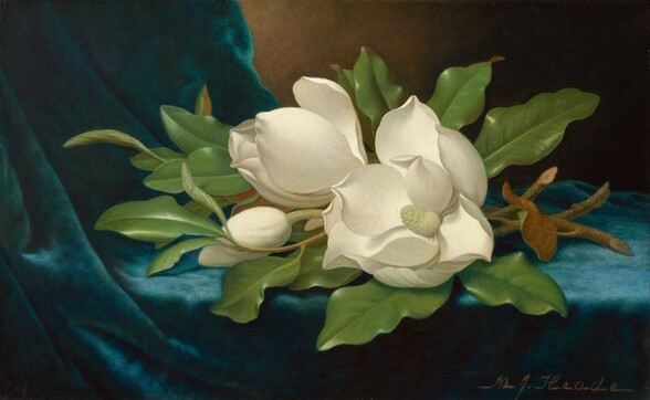 Twigs of a magnolia tree with light green, glossy leaves and three cream-white blossoms lie on a sapphire-blue cloth in this horizontal still life painting. Brightly lit from our left, the blossoms and leaves nearly fill the composition, and the cut ends lie on the fabric to our right. The blue fabric cascades from the upper left and across the table or ledge. The three flowers are in various stages of bloom. The tightest bud is to our left, overlapped by a stem and the tender, unfurling leaves of a branch. The blossom next to it, at the center, is starting to open. The petals of the third blossom, to our right, splay open around the flower’s oval-shaped stamen. Light glints off the waxy leaves surrounding the flowers. The tawny-brown underside of one leaf is visible where it turns over, near the cut ends of the branches. Light shimmering on the fabric darkens from bright blue to our right, to deep royal blue in the shadows to the upper left, suggesting the fabric is velvet. The background is streaked with tan and pine green behind the fabric, and becomes nearly black in the shadows of the upper right corner and along the bottom edge. The artist signed the lower right corner, MJ. Heade.