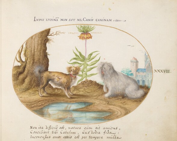Plate 38: Two Small Dogs with a Crown Imperial