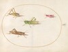 Plate 52: Four Grasshoppers