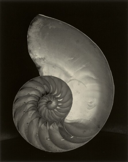 Edward Weston, Nautilus, 1927, printed 1940s1927, printed 1940s