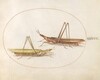 Plate 45: Two Long-Headed Grasshoppers(?)
