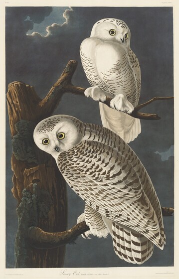 Robert Havell after John James Audubon, Snowy Owl, 1831