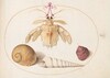 A Partial Mantis Shrimp with Tower Snail Shells
