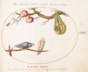 Plate 67: Two Doves beneath a Gourd and Apples