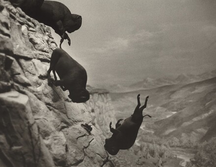 Three buffalo tumble off and down the side of a cliff into canyon in this nearly square black and white photograph. We see the buffalo straight on, as if we are suspended next to the cliff face. The animals are in focus as dark silhouettes against the paler, slightly blurred background. The steep cliff face runs up the left edge of the composition. Cut off by the upper left corner, one animal atop the cliff has lifted its front hooves as it pitches down, following a buffalo already falling head-first, its legs brushing the sheer face of the canyon. The third animal falls freely, also almost head-first and legs flailing, near the bottom center of the composition. The only other dark object in the photograph is a scrubby tree that grows from the cliff face beyond the animals. Flat-topped cliffs extend into the background, and a tree-lined river snakes through the floor of the canyon, deep in the distance. Low hills rise from the riverbank to our right, and the horizon is about halfway up the composition. A few wispy, hazy clouds float through the indistinct sky above.