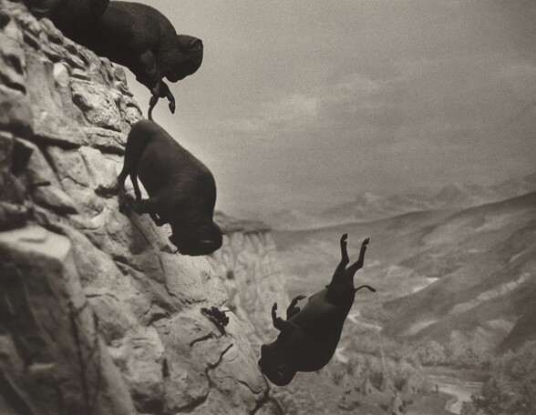 Untitled (Falling Buffalos)