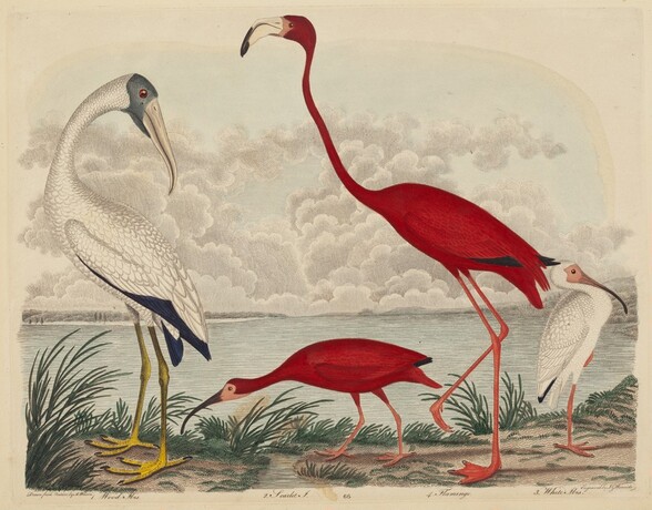 Wood Ibis, Scarlet Ibis, Flamingo, and White Ibis