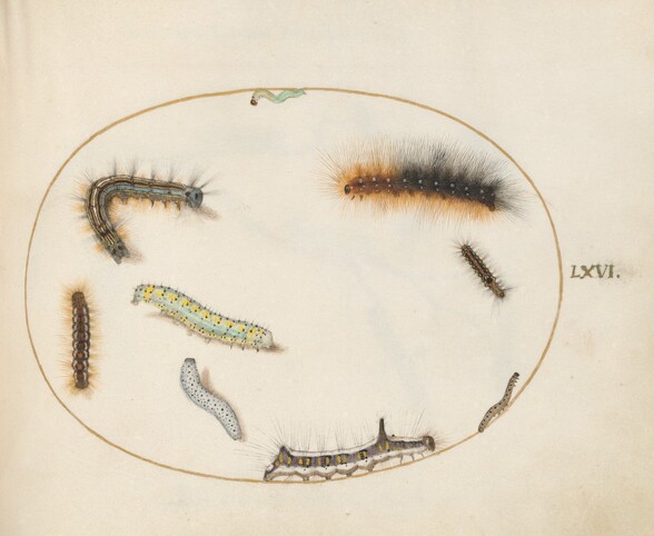 Plate 66: Lackey Moth Caterpillar, Figure of Eight Caterpillar, Grey Dagger Caterpillar, and Other Caterpillars