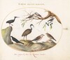 Plate 62: Northern Bald Ibis and Glossy Ibis with Other Birds