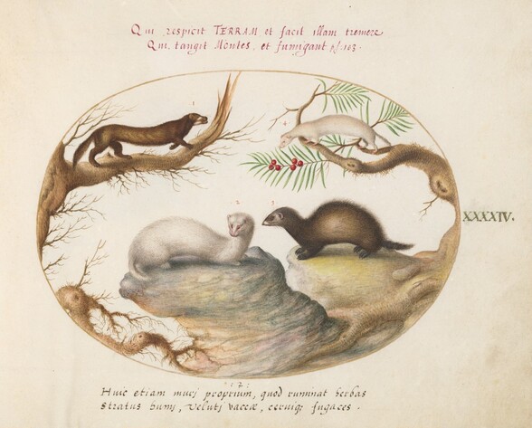 Plate 44: Polecat, Mink, and Ermine