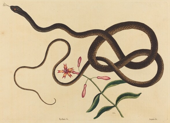 The Coach-Whip Snake (Coluber flagellum)