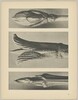 a Cornus brachypoda; b Cornus pubescens; c Viburnum