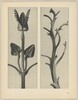 a Stachis grandiflora; b Nicotiana rustica
