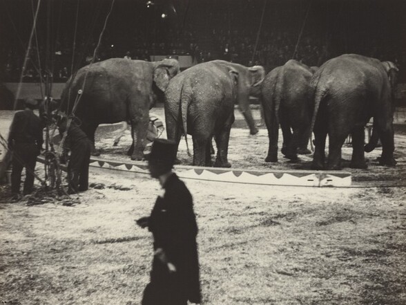 Elephants with Trainer, Circus, New York