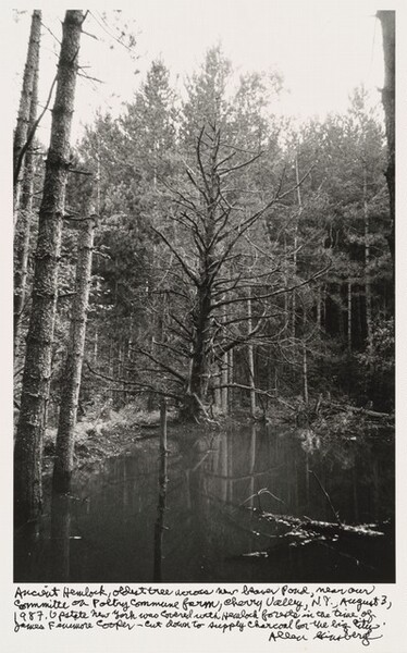 Ancient Hemlock, oldest tree across new beaver pond, near our committee on Poetry Commune farm, Cherry Valley, N.Y., August 3, 1987. Upstate New York was covered with Hemlock forests in the time of James Fenimore Cooper -- cut down to supply charcoal for the big city.