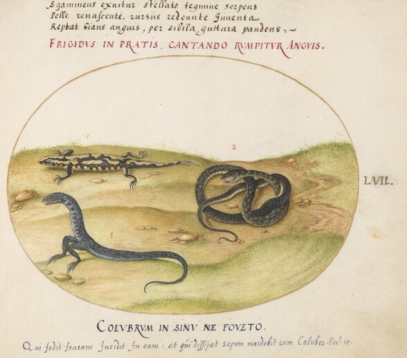 Plate 57: A Snake, a Fire Salamander, and a Snakelike Creature with Two Legs