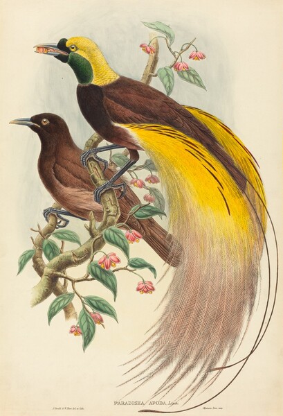 Bird of Paradise (Paradisea apoda)