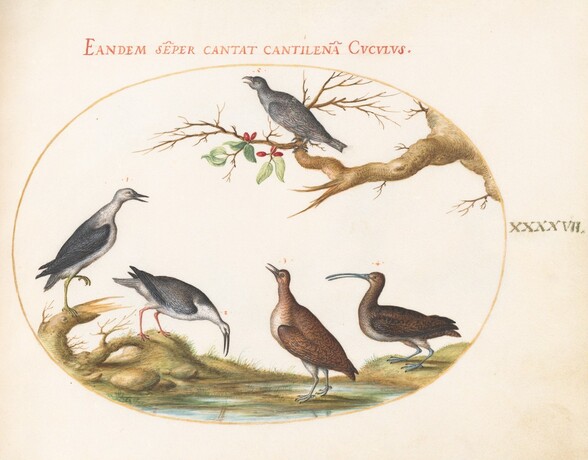Plate 47: Shore Birds with a Perching Bird