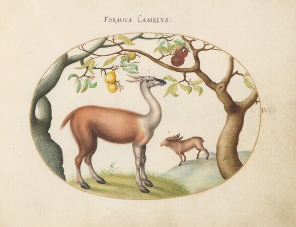 Plate 4: Llama and Moose