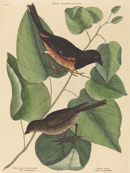 The Towhe Bird (Fringilla erythrophthalma)