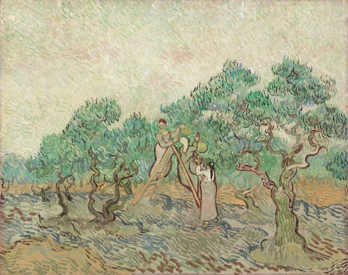 Three women stand on or next to a ladder picking olives in an orchard in this horizontal landscape painting. The women, trees, ground, and sky are all painted with long, parallel brushstrokes that curve and swirl over the canvas. The palette is dominated by sage and olive greens, tan and chocolate browns, spruce blue, and eggshell-white. The women are outlined with dark brown lines. All three wear long skirts and long-sleeved shirts, and all reach for olives on the trees or into baskets for the harvest. One woman, to our left, stands on the ladder and faces us; the second woman leans or sits against the right side of the ladder and faces away, her hair covered in a cloth; and the third woman stands at the foot of the ladder to our right, turning away from us. The tan and pale green of their clothing is echoed in trees around them. Short, distinct brushstrokes in pine and light green, with a few touches of silvery blue, create leaves on trees whose gnarled trunks are outlined with dark brown. The horizon line comes about a third of the way up the composition and the sky above is painted with distinct strokes of ivory, pale mint green, and a few touches of shell pink. The ground around the women and trees is painted with sage and celery greens, slate blue, and brown. The brushstrokes are spaced far enough apart in places that bare canvas is visible underneath, especially in the ground.