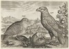Partridge and Eagle