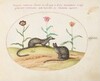 Plate 42: Two Genets with Tulips