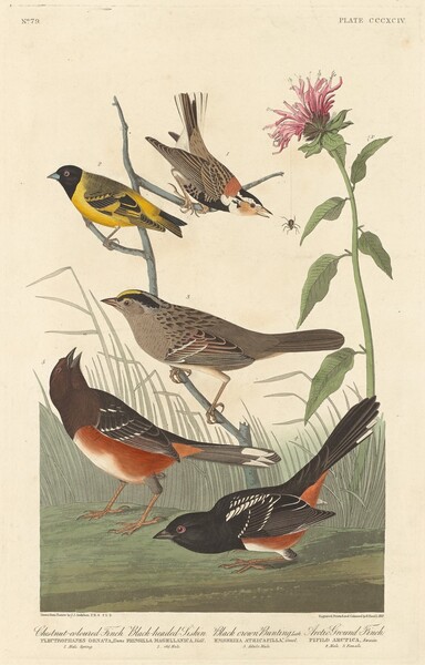 Chestnut-colored Finch, Black-headed Siskin, Black Crown Bunting and Arctic Ground Finch