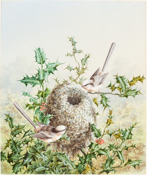 Coral Buntings and Their Nest in a Holly Tree