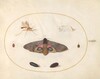 Plate 27: Two Moths, Two Chyrsalides, and Other Insects