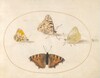 Plate 8: Orange Tip, Painted Lady, Southern Small White, and Small Tortoiseshell Butterflies