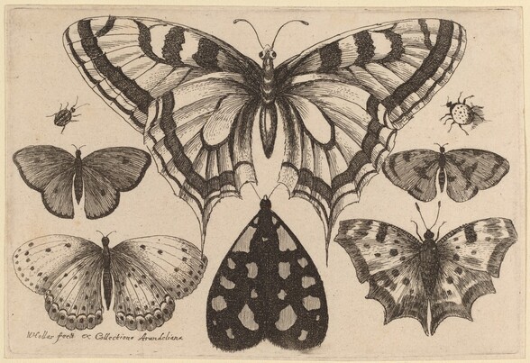 Five Butterflies, a Moth, a Beetle, and a Spider