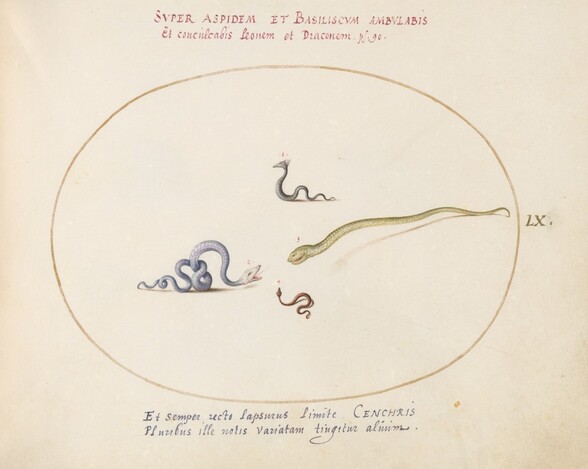 Plate 60: Four Small Snakes