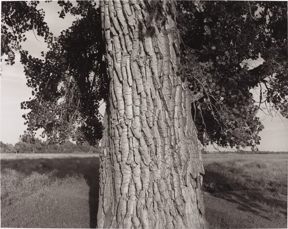 Cottonwood Tree, Cache la Poudre River