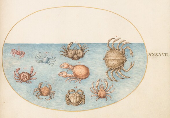 Plate 47: Nine Crabs