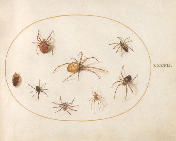 Plate 37: Seven Spiders and an Insect